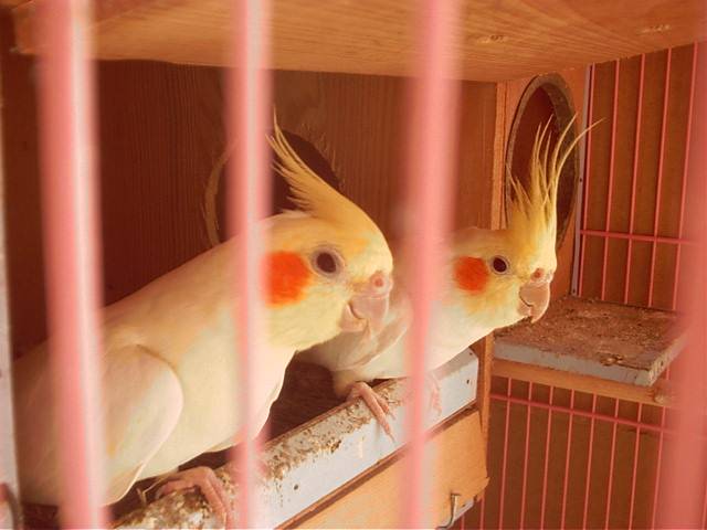 玄鳳夫妻