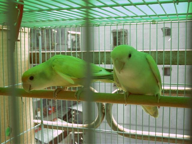 小鸚夫妻