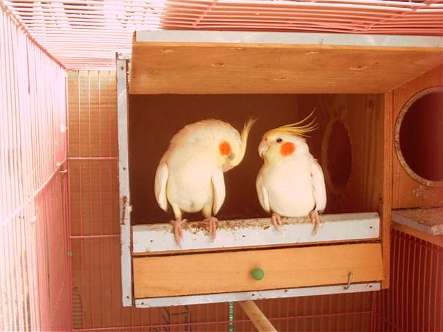 玄鳳夫妻2