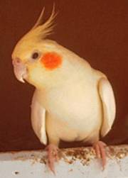 玄鳳獨照