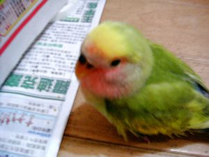 黑胎記