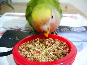 誰敢搶我食物....就咬
