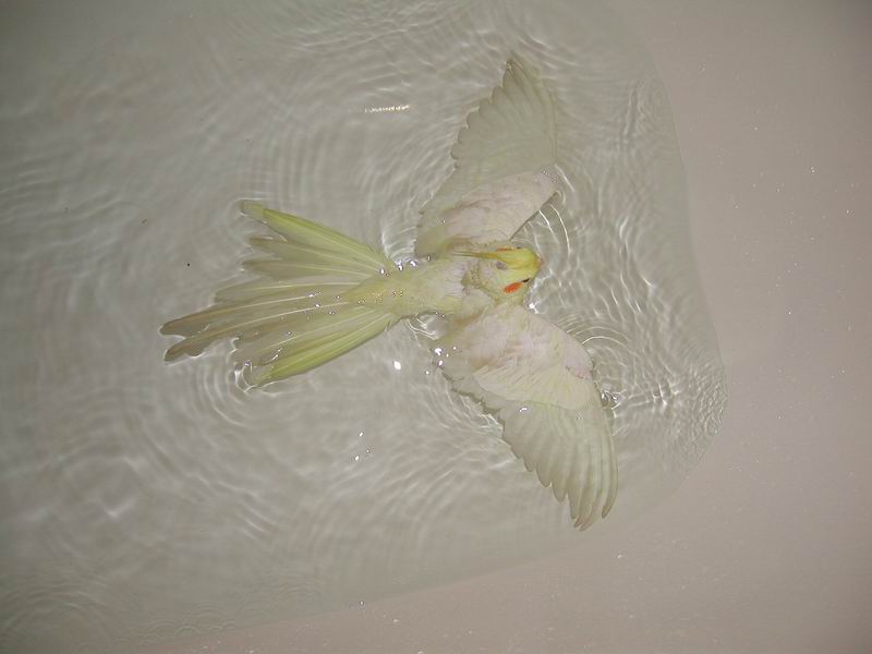 yao_te