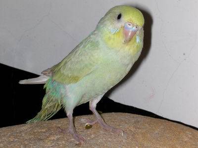 這是什麼鳥啊