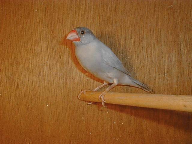 文鳥系列--變種001