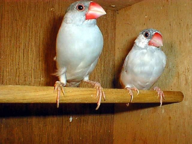 文鳥系列--銀文001