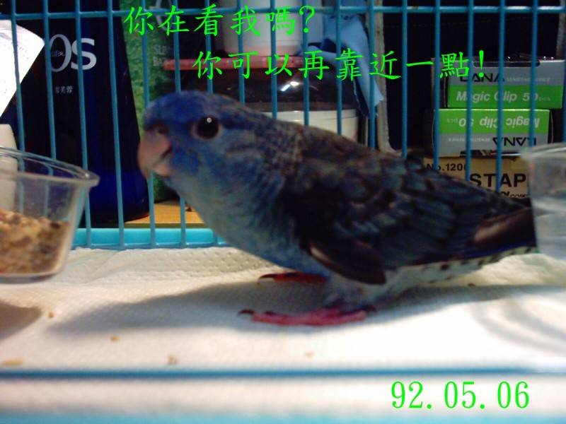 yichen