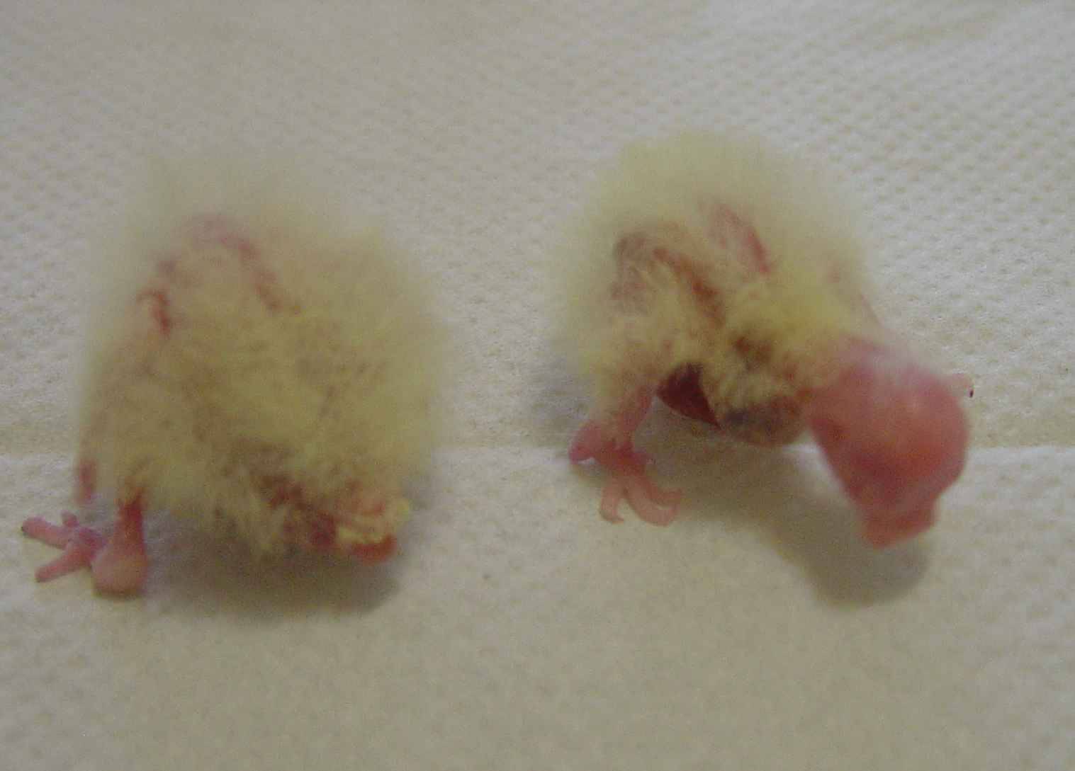 玄鳳寶寶3