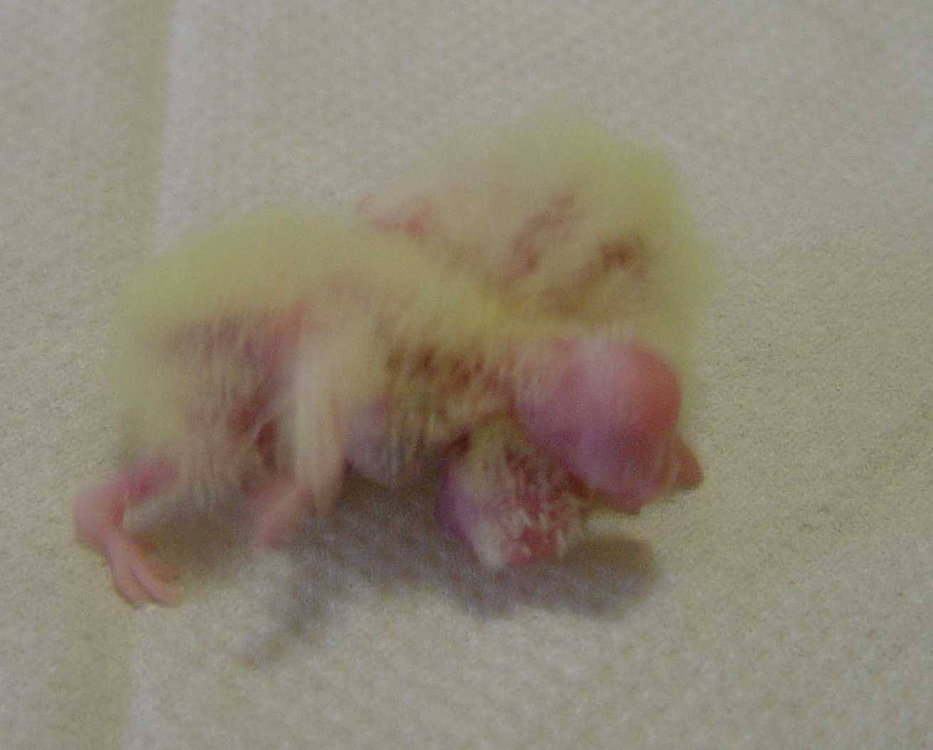 玄鳳寶寶4