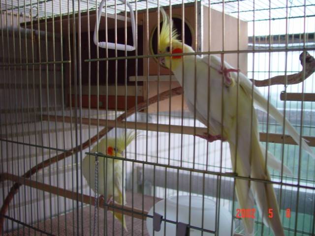 玄鳳寶寶7