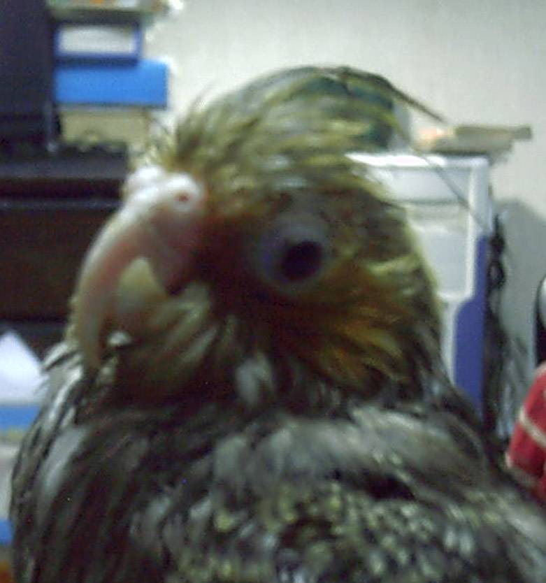 家有歪嘴鳥