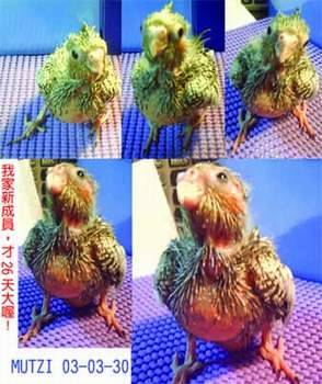 新成員