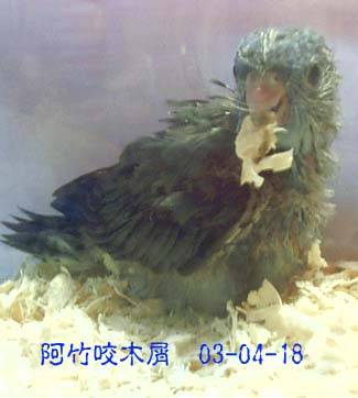 橫斑-阿竹(新成員)