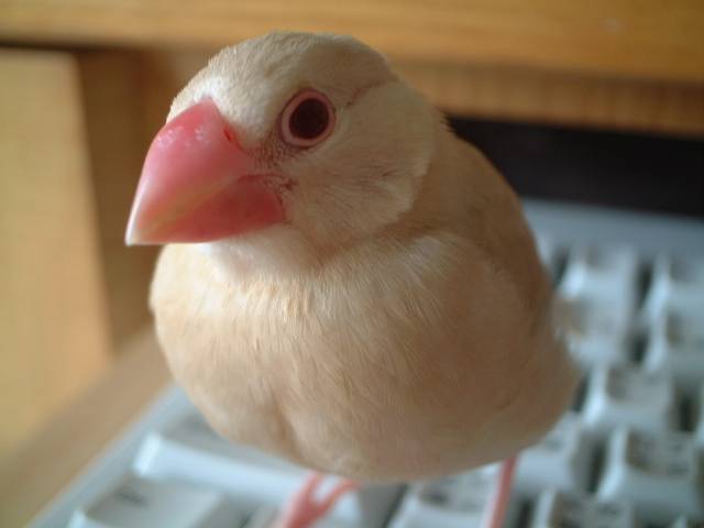 大頭大寶