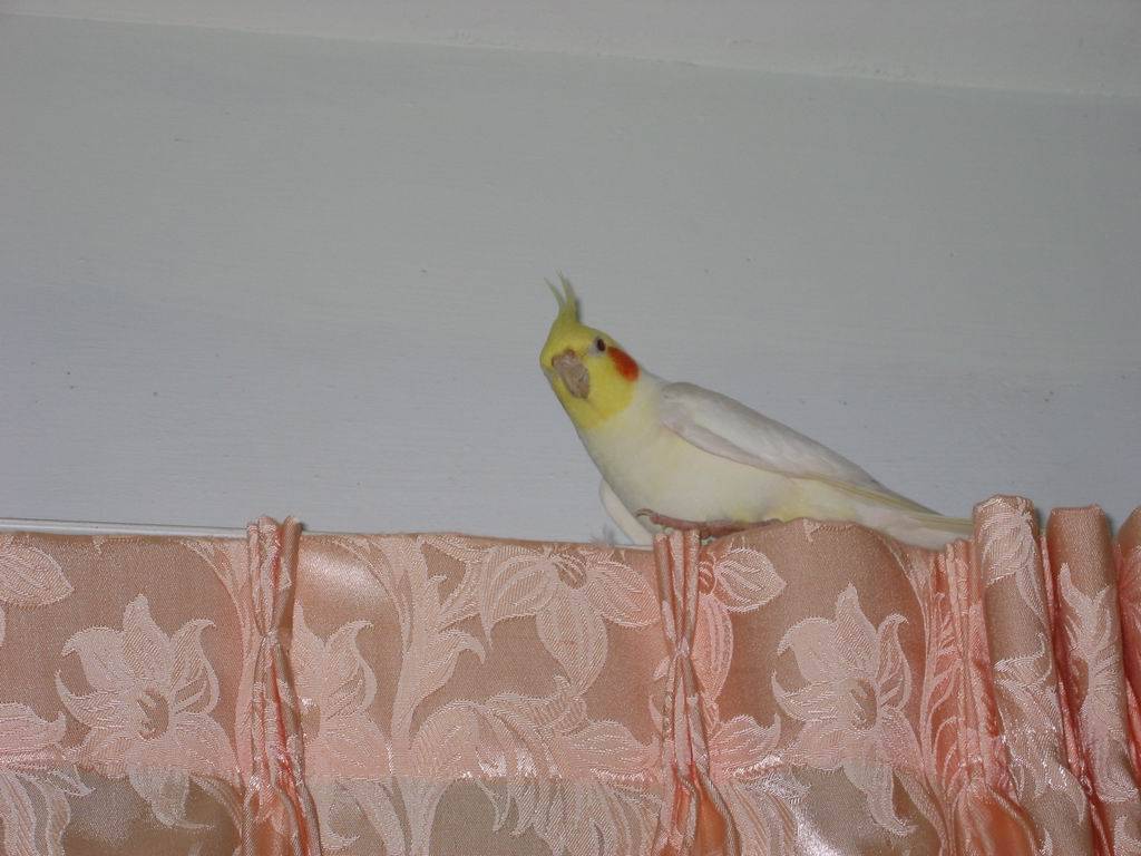 巡視