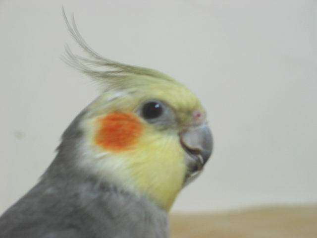 嬰兒肥