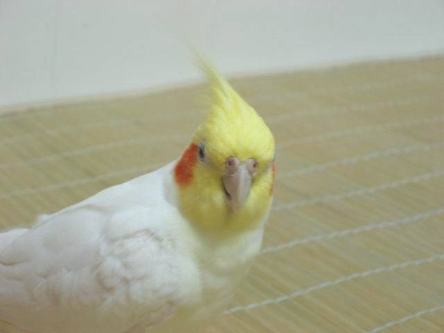 耍狠