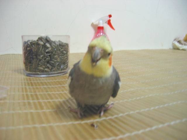 搖頭晃腦