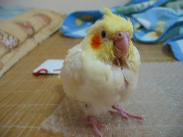 妹妹的照片