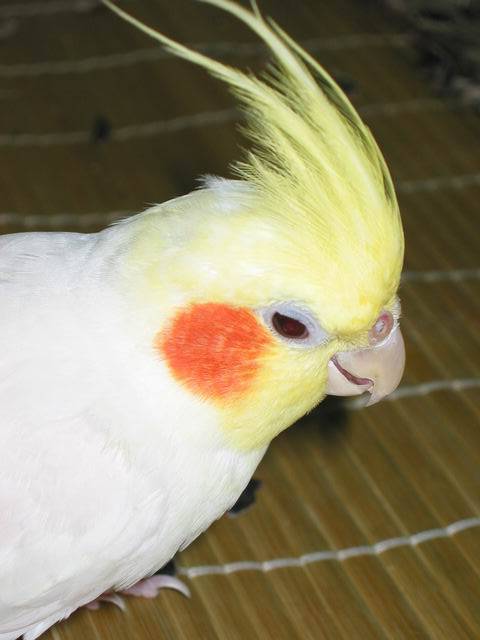 小白豬大頭照