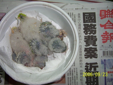 大寶和尚幼幼