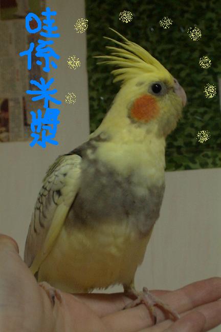 好喝的米漿來囉