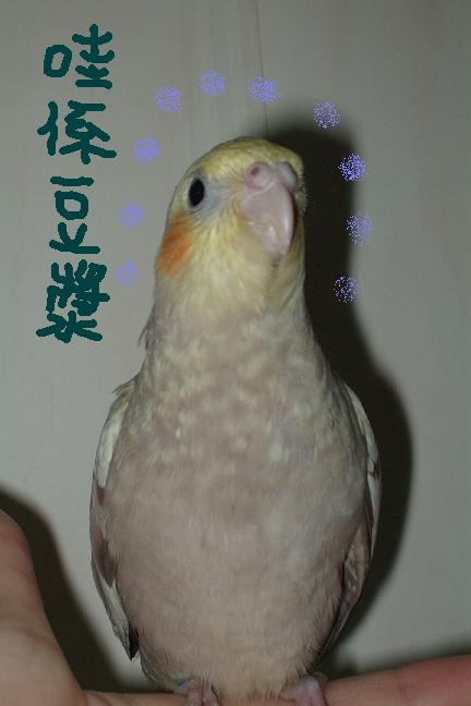 好喝的豆漿來了