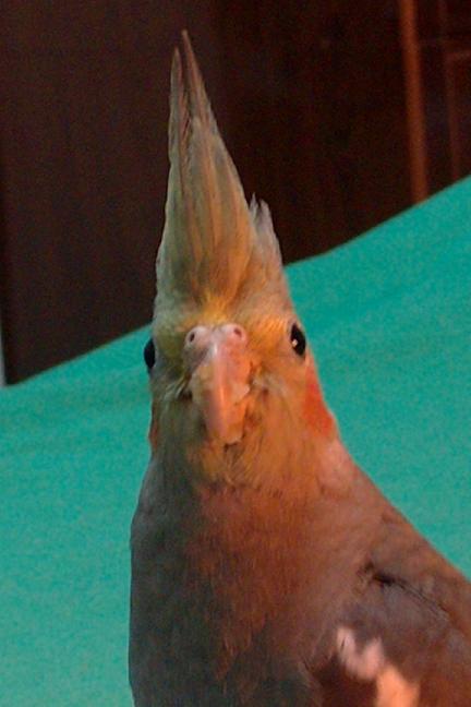 玄鳳牌毛筆