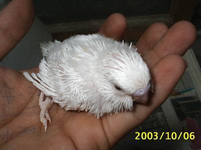 大頭幼鳥