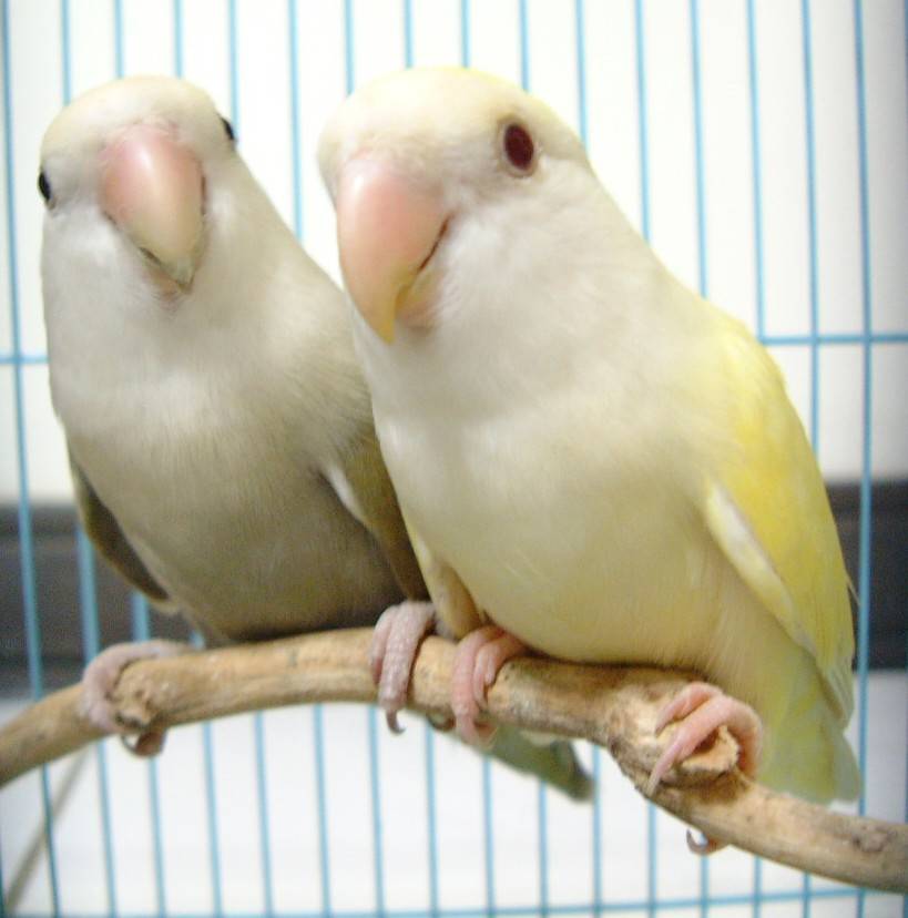 葡萄&檸檬