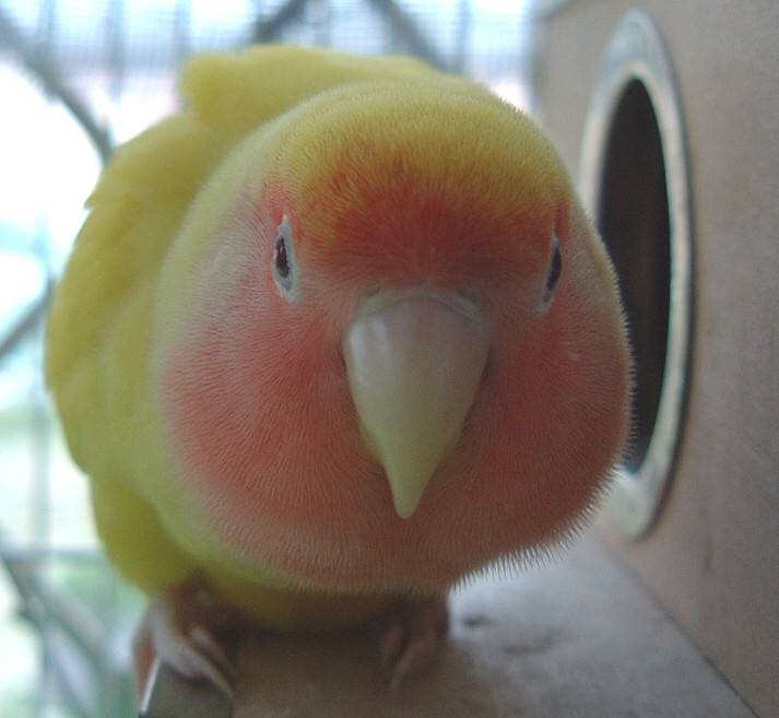 三角飯糰