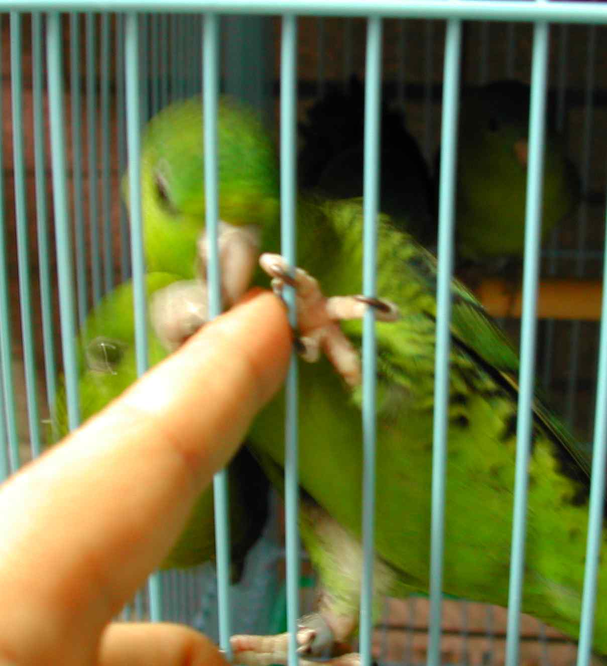 橫斑