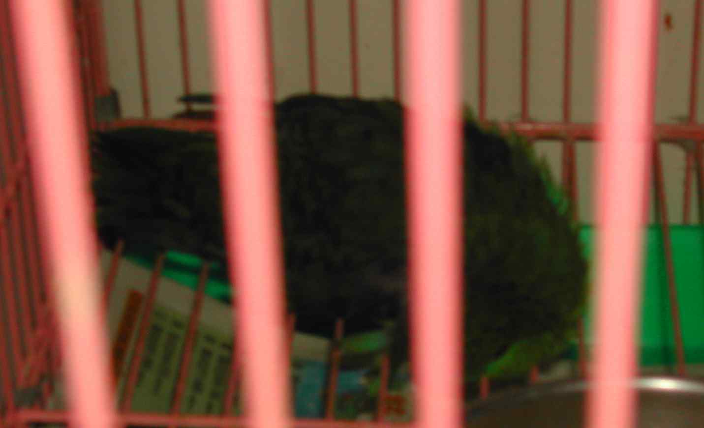橫斑