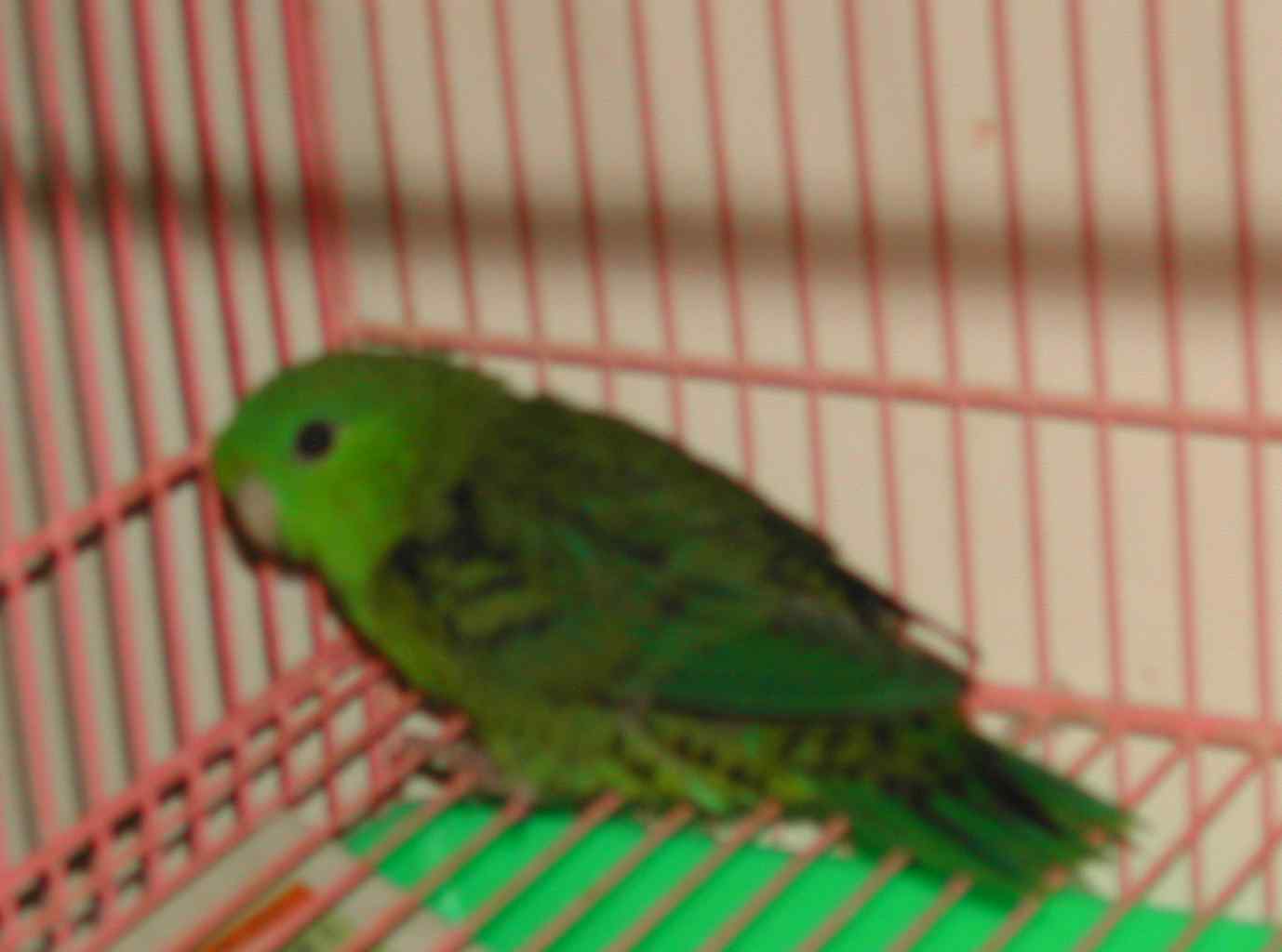橫斑