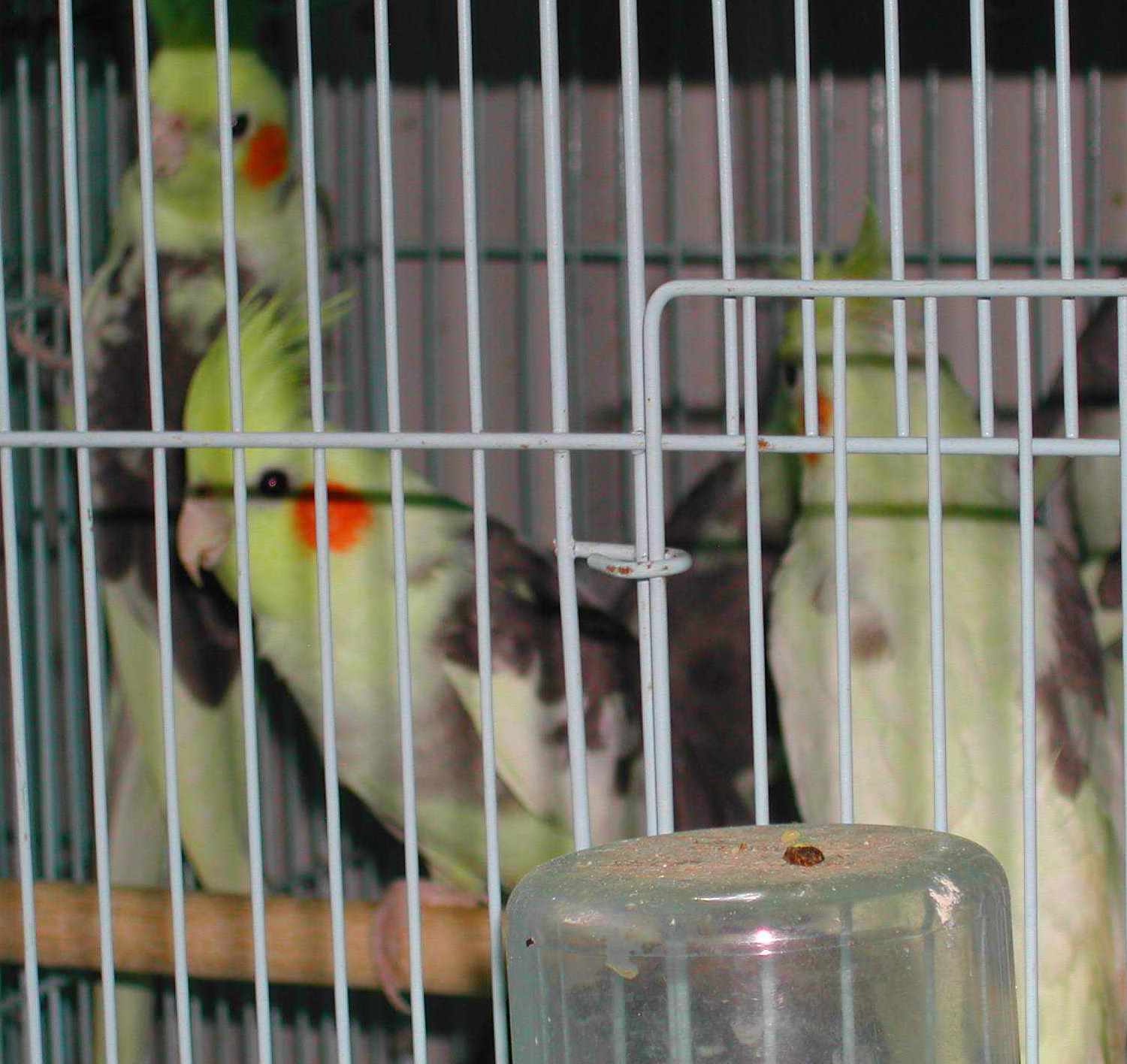 玄鳳