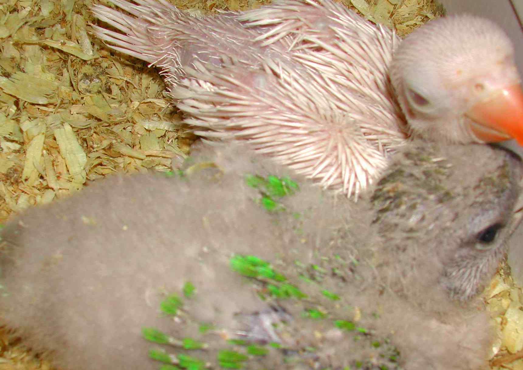 白月輪賽內幼鳥