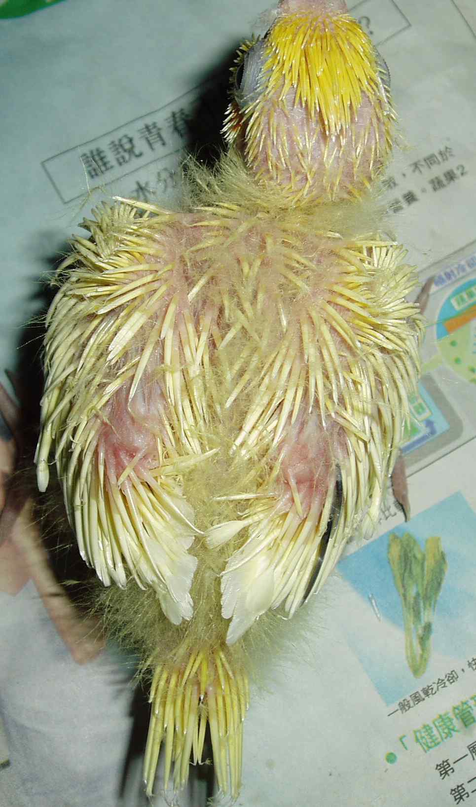 玄鳳幼鳥