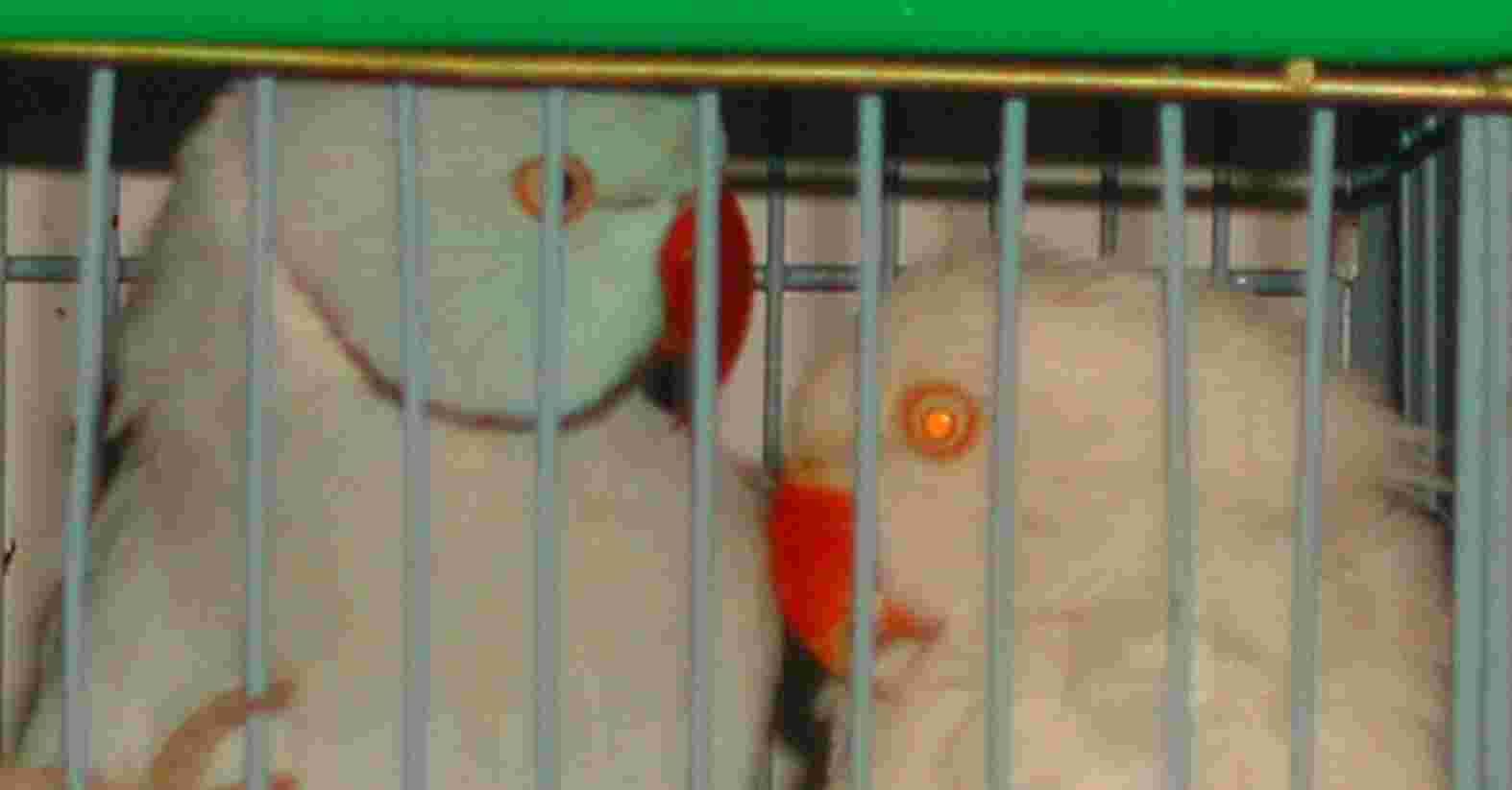 藍月輪