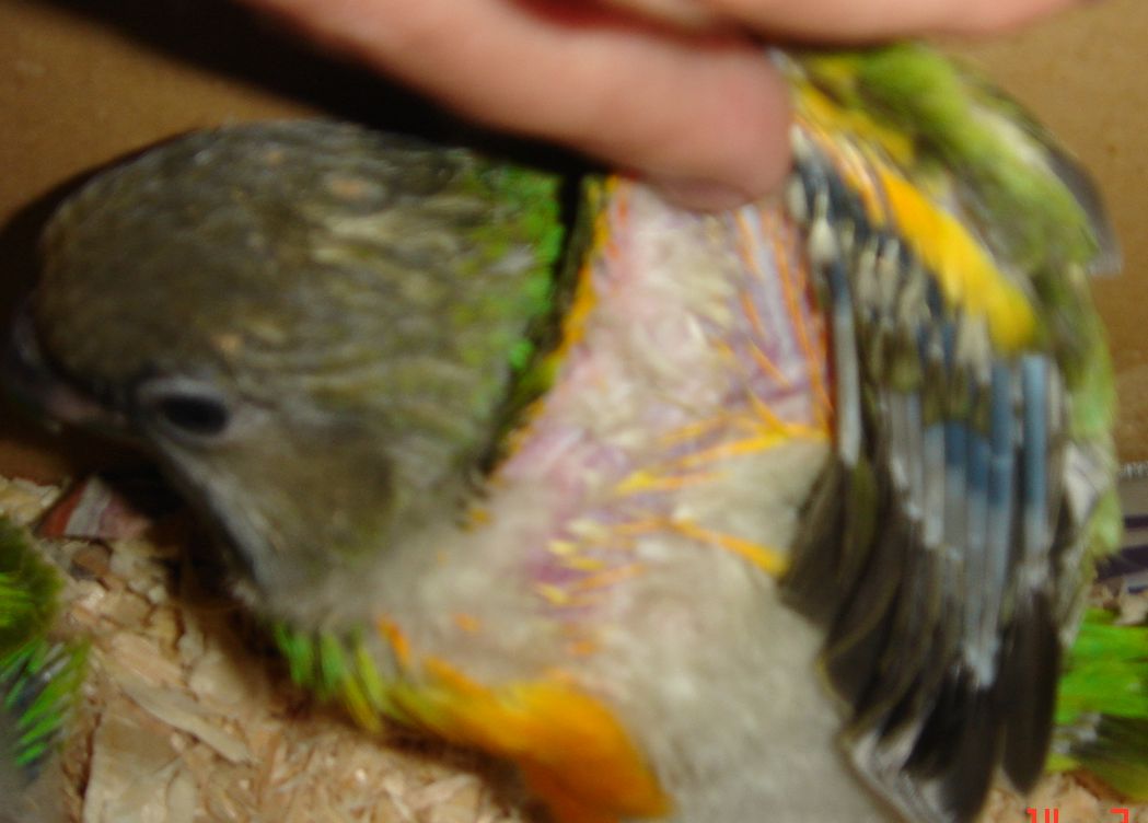 賽內加爾幼鳥