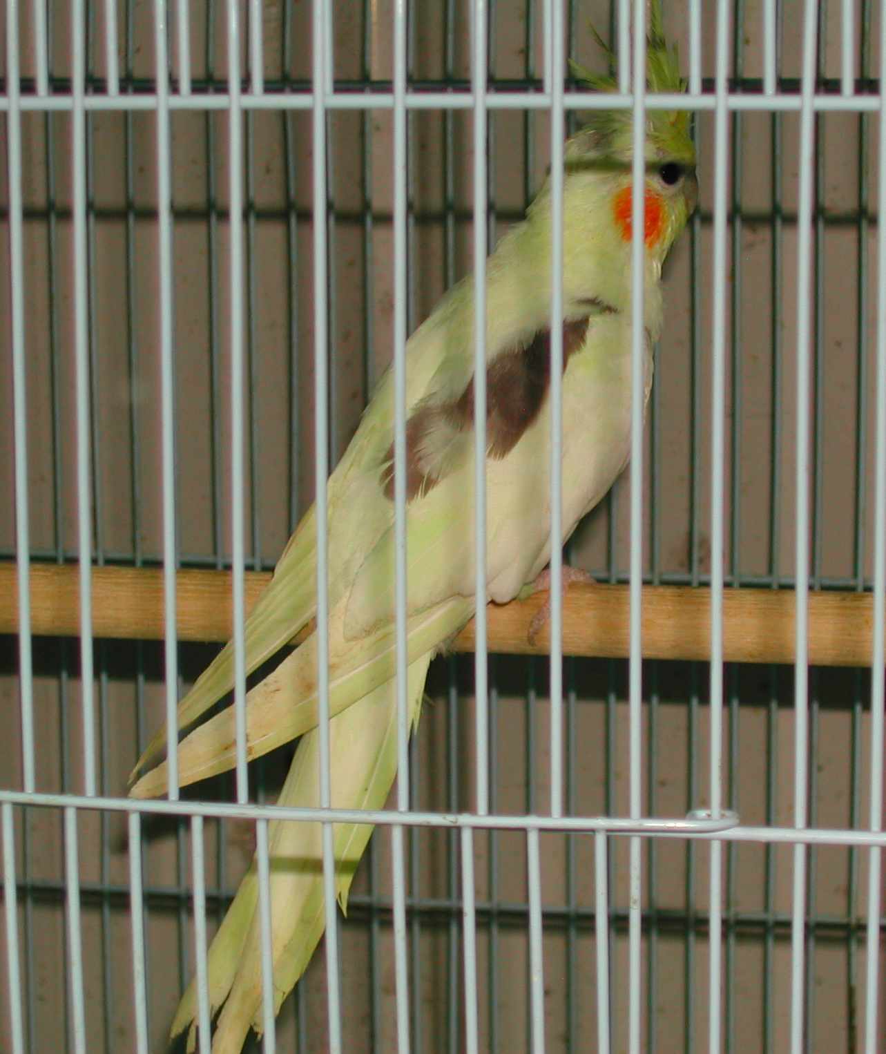 玄鳳