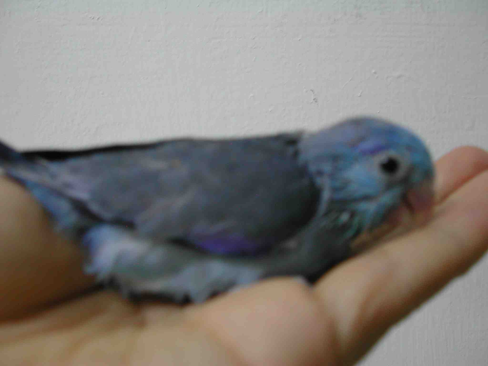 藍太平洋幼鳥