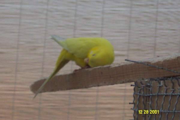 黃虎皮2
