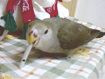 玩亮亮~~