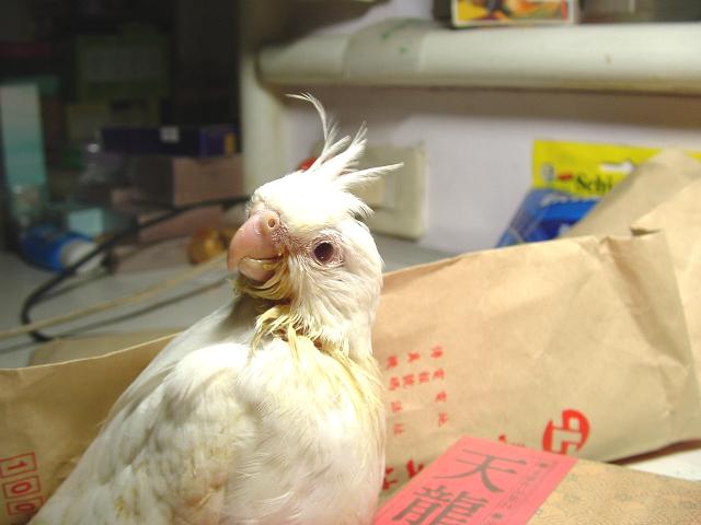小七長大囉