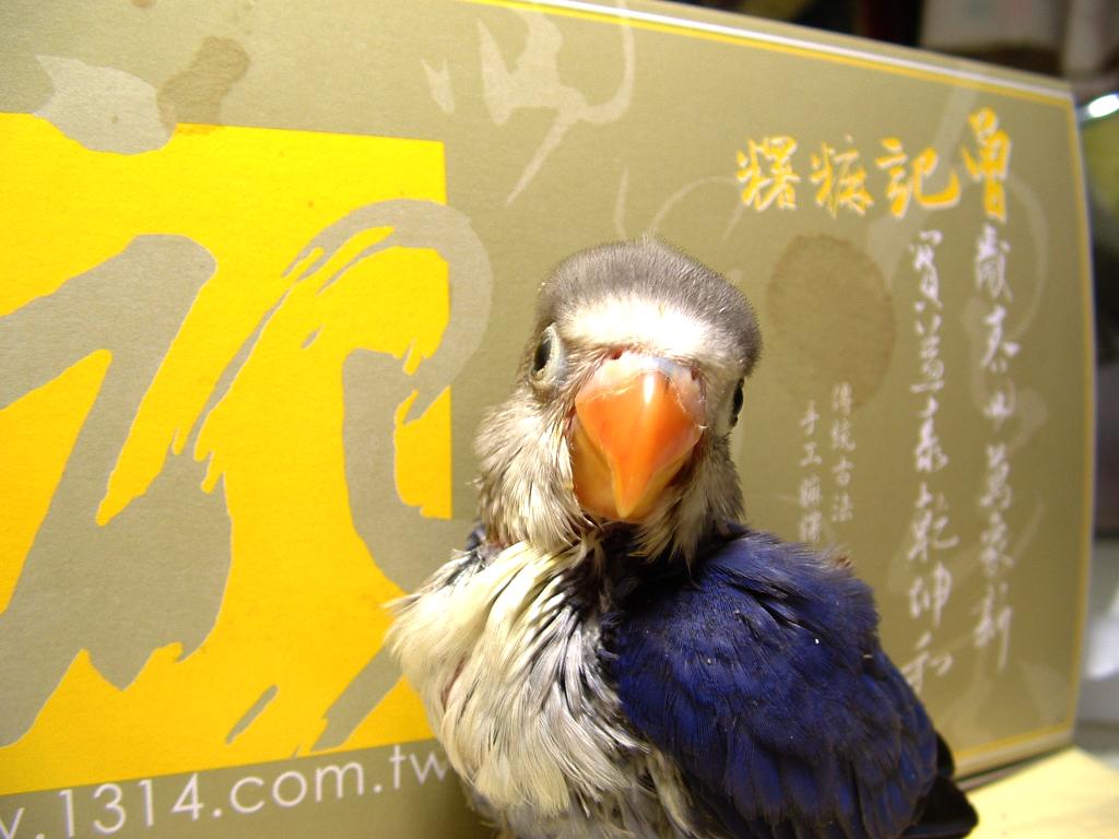 曾記馬吉